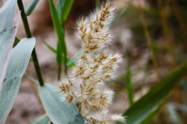 Nature Dans Réserve Wadi Bokek Désert Judée Israël — Photo