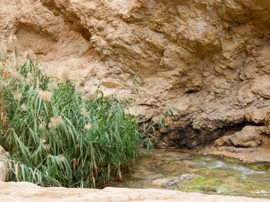 Wadi Bokek doğada saklıdır Judean desert İsrail'in