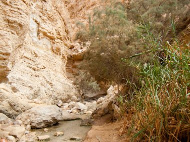 Wadi Bokek doğada saklıdır Judean desert İsrail'in
