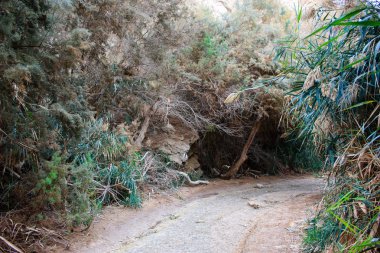 Wadi Bokek doğada saklıdır Judean desert İsrail'in
