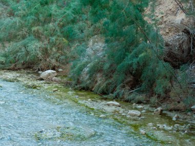 Wadi Bokek doğada saklıdır Judean desert İsrail'in