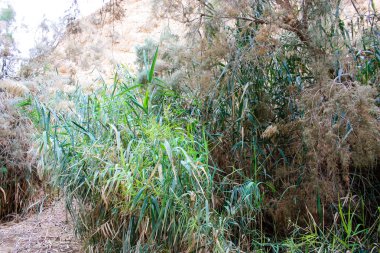 Wadi Bokek doğada saklıdır Judean desert İsrail'in