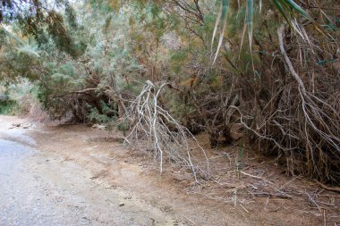 Wadi Bokek doğada saklıdır Judean desert İsrail'in