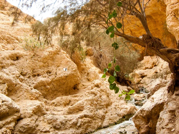 Natura Nella Riserva Wadi Bokek Del Deserto Della Giudea Israele — Foto Stock