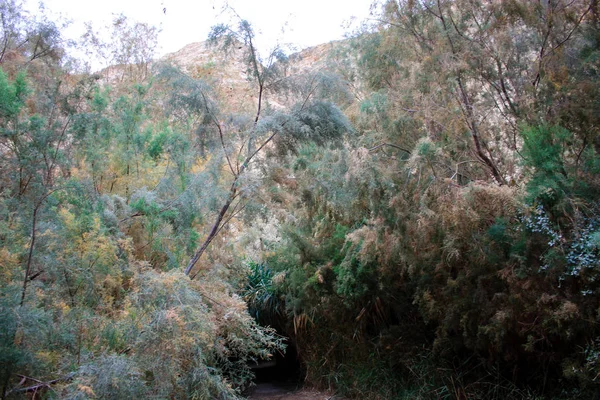 Nature Dans Réserve Wadi Bokek Désert Judée Israël — Photo