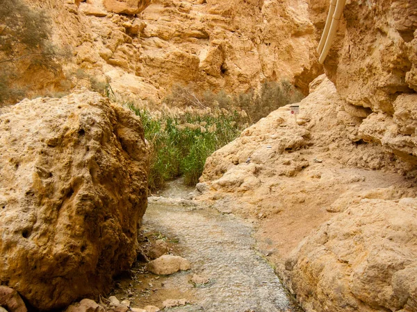 Natura Nella Riserva Wadi Bokek Del Deserto Della Giudea Israele — Foto Stock