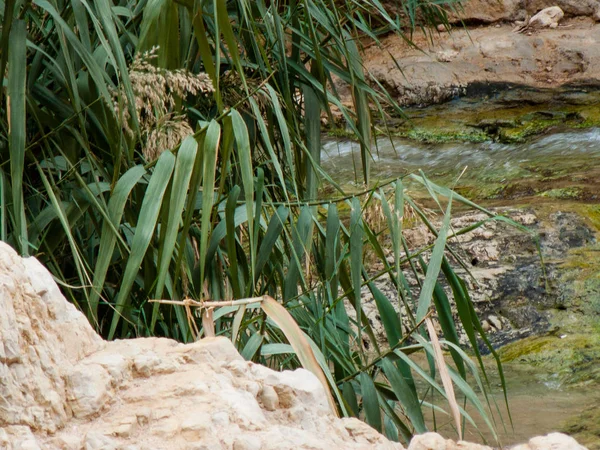 Natura Rezervația Wadi Bokek Din Deșertul Iudeu Din Israel — Fotografie, imagine de stoc