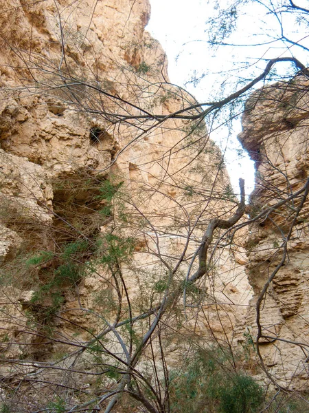 Naturaleza Reserva Wadi Bokek Del Desierto Judea Israel — Foto de Stock