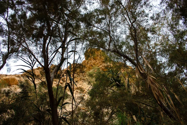 Naturaleza Reserva Wadi Bokek Del Desierto Judea Israel —  Fotos de Stock