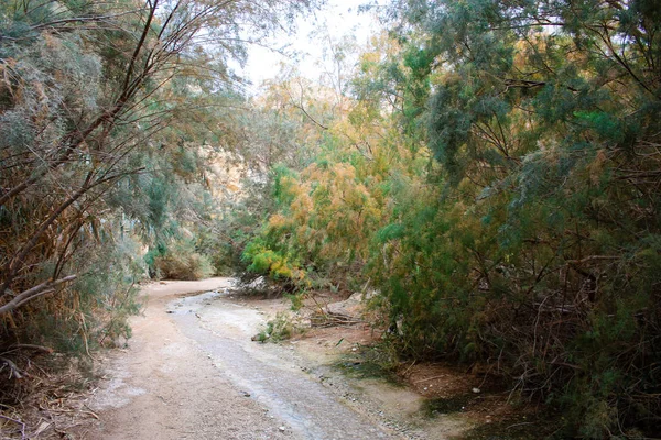 Příroda Wadi Bokek Rezervovat Judské Poušti Izraeli — Stock fotografie