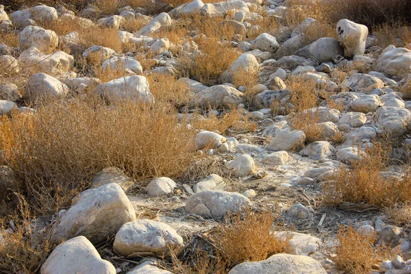 Φύσης Και Του Τοπίου Της Νεκράς Θάλασσας Στο Ισραήλ — Φωτογραφία Αρχείου