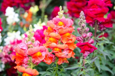 İsrail'den renkli çiçekler closeup
