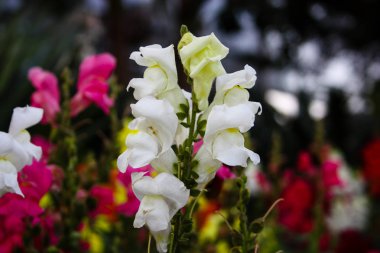 İsrail'den renkli çiçekler closeup