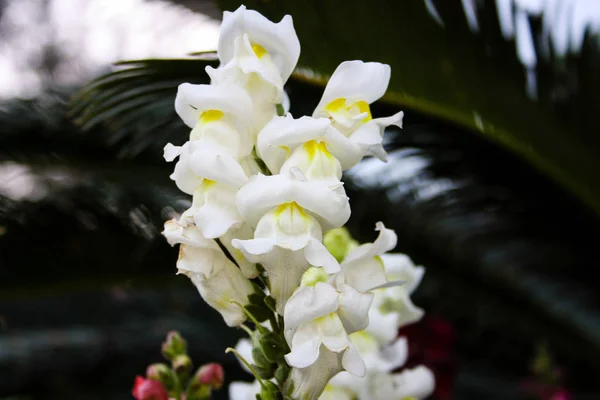 Close Van Kleurrijke Bloemen Uit Israël — Stockfoto