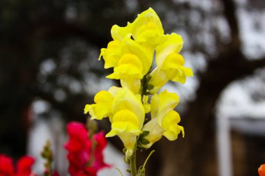 İsrail'den renkli çiçekler closeup