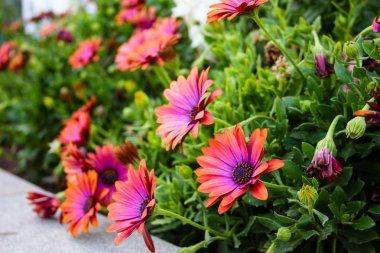 İsrail'den renkli çiçekler closeup