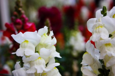 İsrail'den renkli çiçekler closeup