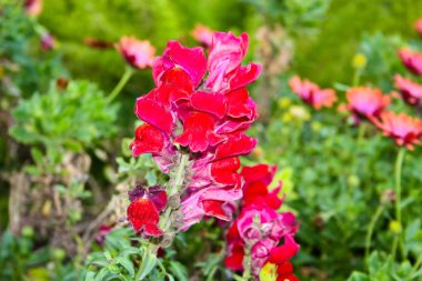 İsrail'den renkli çiçekler closeup