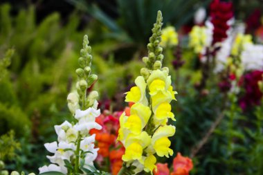 İsrail'den renkli çiçekler closeup