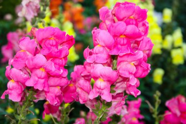 İsrail'den renkli çiçekler closeup