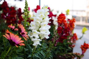 İsrail'den renkli çiçekler closeup