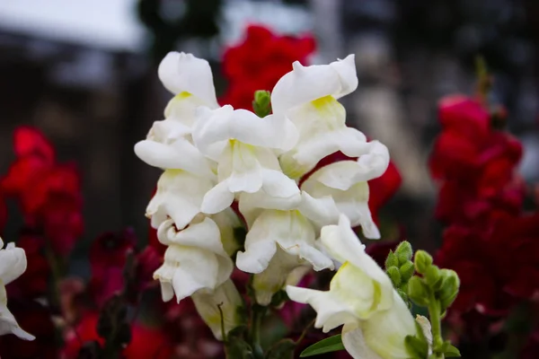 Närbild Färgglada Blommor Från Israel — Stockfoto