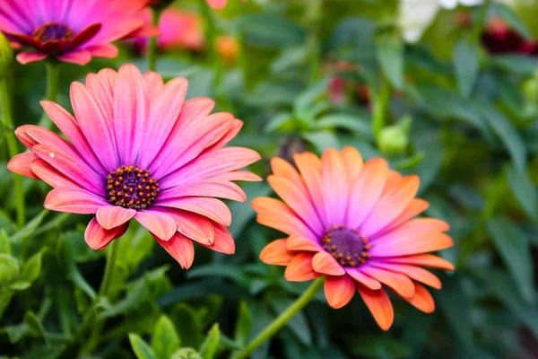 Gros Plan Fleurs Colorées Israël — Photo