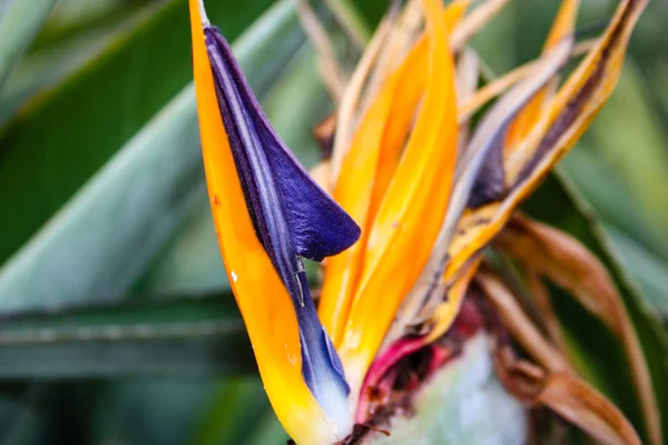 Close Flores Coloridas Israel — Fotografia de Stock