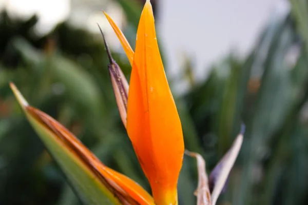 Close Flores Coloridas Israel — Fotografia de Stock