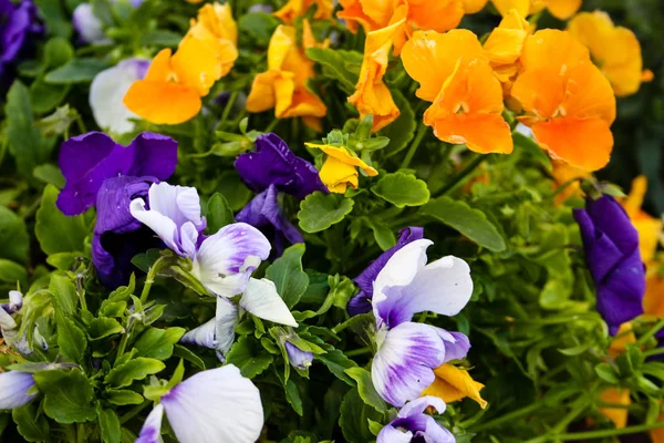 Närbild Färgglada Blommor Från Israel — Stockfoto