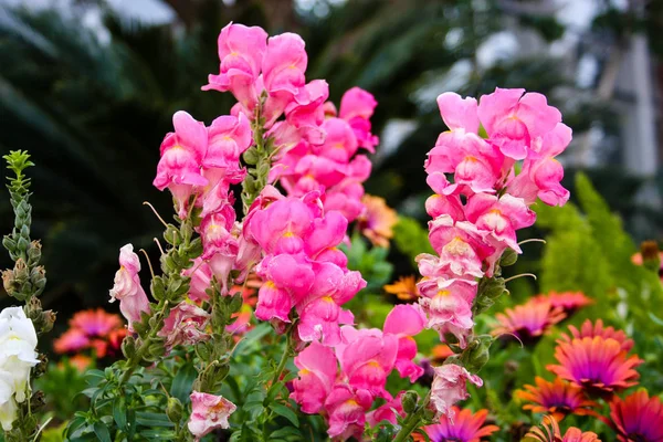 Closeup Των Ζωηρόχρωμων Λουλουδιών Από Ισραήλ — Φωτογραφία Αρχείου