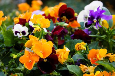 İsrail'den renkli çiçekler closeup