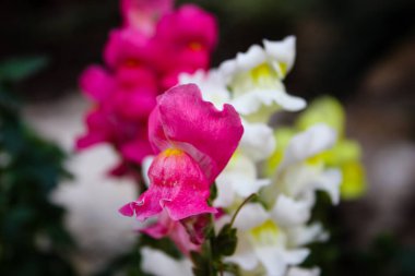 İsrail'den renkli çiçekler closeup