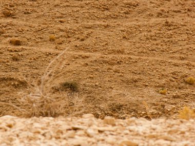 İsrail 'deki Negev Çölü manzarası