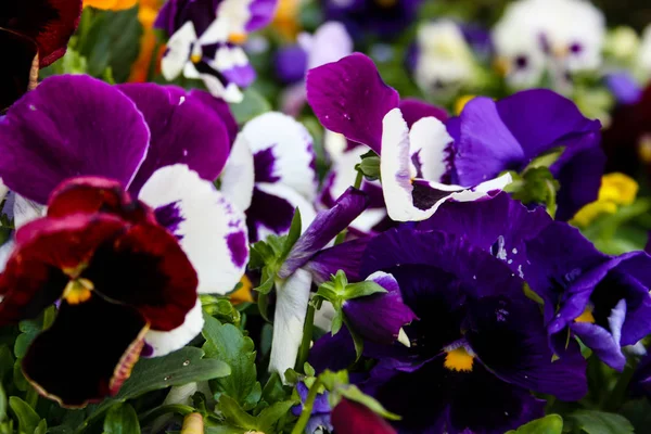 Närbild Färgglada Blommor Från Israel — Stockfoto