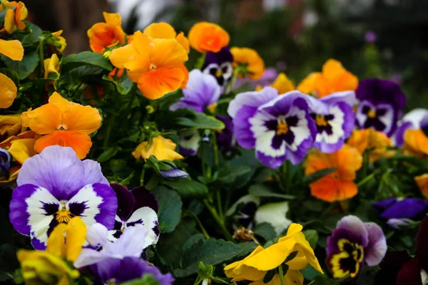 Närbild Färgglada Blommor Från Israel — Stockfoto