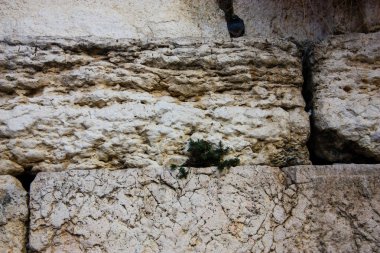 Batı closeup duvar Kudüs İsrail