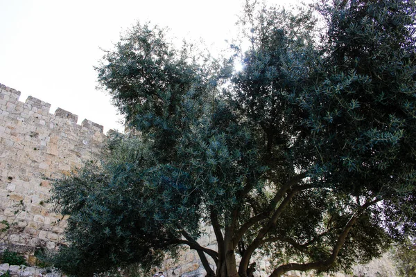 Close Van Buitenste Muur Van Oude Stad Van Jeruzalem Israël — Stockfoto