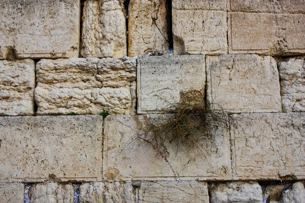 Primo Piano Del Muro Occidentale Gerusalemme Israele — Foto Stock