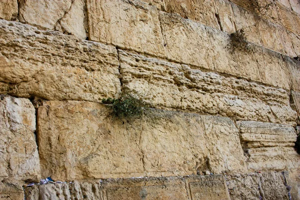 Closeup ของก าแพงตะว นตกในเยร ซาเล สราเอล — ภาพถ่ายสต็อก