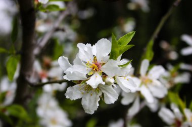 Closeup Kudüs İsrail çiçeklenme badem ağacı