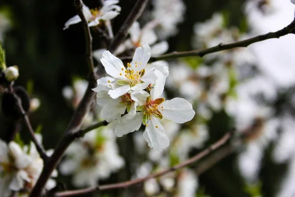 Fechar Uma Amendoeira Florescente Jerusalém Israel — Fotografia de Stock