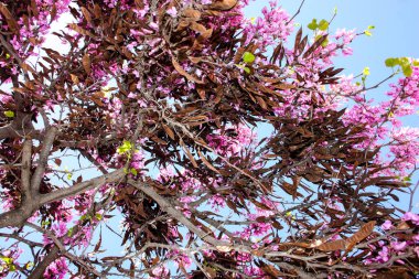  Renkli çiçek açan ağaca Kudüs İsrail closeup