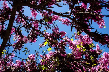  Renkli çiçek açan ağaca Kudüs İsrail closeup