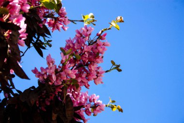  Renkli çiçek açan ağaca Kudüs İsrail closeup