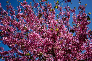  Renkli çiçek açan ağaca Kudüs İsrail closeup