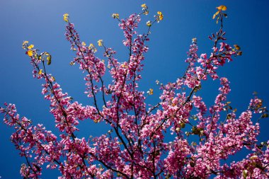  Renkli çiçek açan ağaca Kudüs İsrail closeup