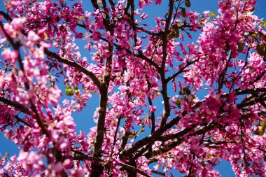  Renkli çiçek açan ağaca Kudüs İsrail closeup
