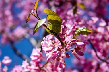  Renkli çiçek açan ağaca Kudüs İsrail closeup