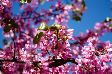  Renkli çiçek açan ağaca Kudüs İsrail closeup